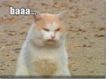 /album/fotos-divers/gatos-divertidos-cosasdivertidas-1-thumb-jpg/